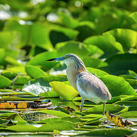 Romania, Dobruja, Danube Delta, Squacco by Reinhard Schmid