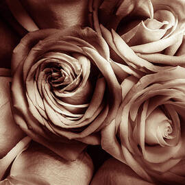 Rose Carmine by Jorgo Photography