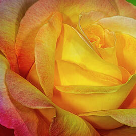 Rose Shades And Swirls by Susan Candelario