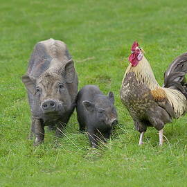 Roster & Pigs by Robert Maier