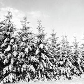 Row Of Evergreen Trees Are Laden With by Gail Shotlander