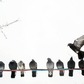 Row Of Pigeons On Wire by Ernest Mcleod
