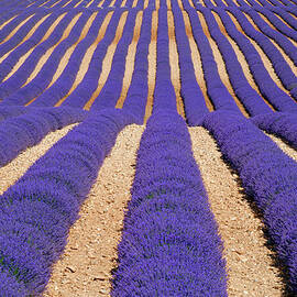 Rows Of Lavender Field by Cornelia Doerr