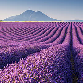 Rows Of Lavender Field In Valensole by Giordano Bertocchi