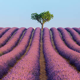 Rows Of Lavender In Valensole by Giordano Bertocchi