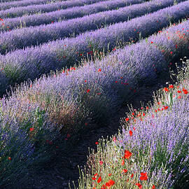 Rows Of Lavender With Poppies by Cornelia Doerr