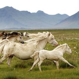 Running Wild In Iceland by Gigja Einarsdottir