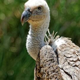 Ruppell's Griffon Vulture by KJ Swan