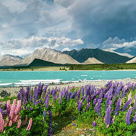Russel Lupines @ Lake Tekapo by Atomiczen
