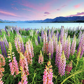 Russel Lupines At Lake Tekapo by Atomiczen