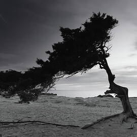 Sa Savina by Ibiza ParaAso Natural