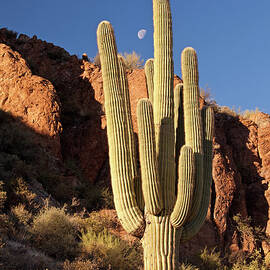 Saguaro Cacti In The Desert by Imaginegolf