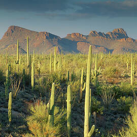 Saguaro Cactus In Sonoran Desert And by Kencanning