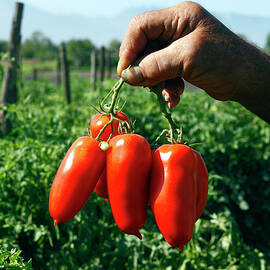 San Marzano Tomatoes, Italy by Antonio Capone
