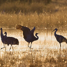 Sandhill Cranes At Sunrise, Grus Canadensis, Bosque Del Apache, New Mexico, Usa by Konrad Wothe