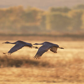 Sandhill Cranes, Wildlife Refuge, Nm by Heeb Photos