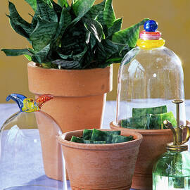 Sansevieria sheet Hemp Propagation By Leaf Cuttings by Friedrich Strauss