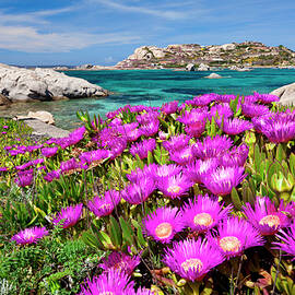Sardinia, La Maddalena, Italy by Olimpio Fantuz