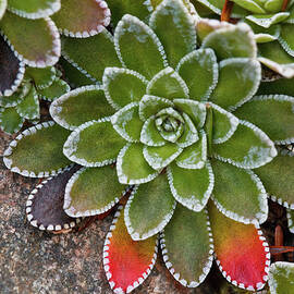 Saxifraga Paniculata by Laszlo Podor