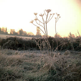 Scenic Cotswolds -  Frosty field by Seeables Visual Arts