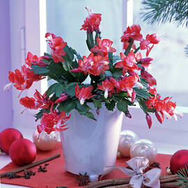 Schlumbergera christmas Cactus In White Planter At The Window by Friedrich Strauss