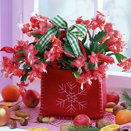 Schlumbergera With Plaid Ribbon In Felt Bag by Friedrich Strauss