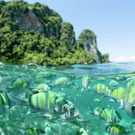 School Of Indo-pacific Sargeants by Rene Frederick