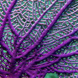 Sea Fan Abstract by Jean Noren