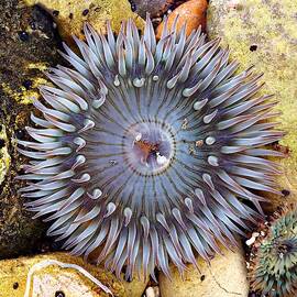 Sea-flower - Anemone by KJ Swan