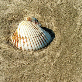 Sea Shell by Louis Dallara