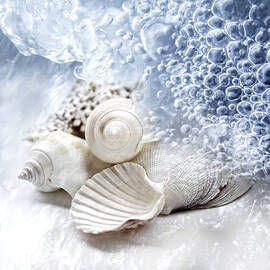 Sea Snails by Maika 777