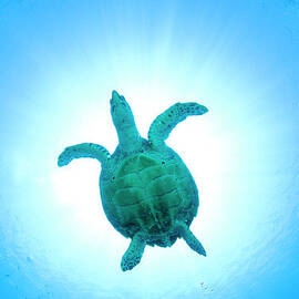 Sea Turtle Swimming Underwater by Yusuke Okada amanaimagesrf