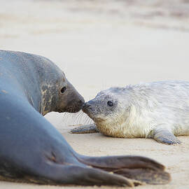 Seal And Pup Together On Beach by Dougal Waters