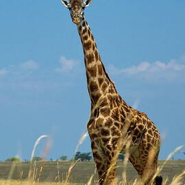 Serengeti National Park, Tanzania by Hp Huber