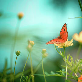 She Rests In Beauty by Patricia Ramos
