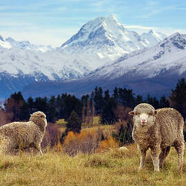 Sheep Grazing. Mount Cook And The by Scott E Barbour