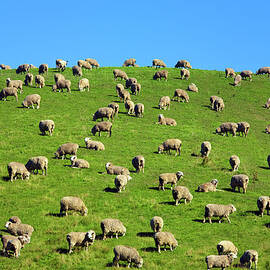 Sheep Grazing On A Green Hill by Scott E Barbour