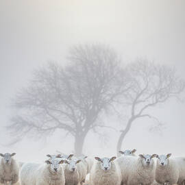 Sheep in the mist by Anita Nicholson