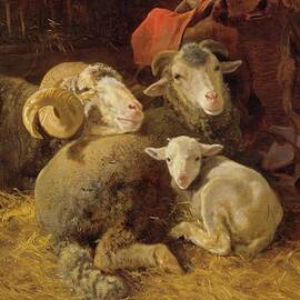 Sheep In The Stable by Anton Schrdl