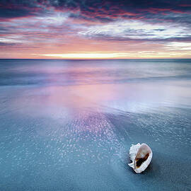 Shell On Beach by Cuellar