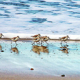 Shorebirds by Vanessa Mccauley