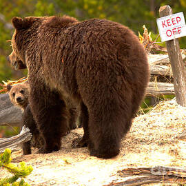 Should We Break The Rules by Adam Jewell