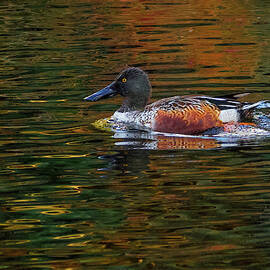 Shoveler on the Move by Jean Noren