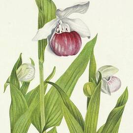 Showy Ladyslipper. Cypripedium Reginae by Mary Vaux Walcott