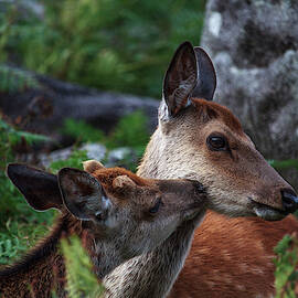 Sika Deer, Glendalough, Co Wicklow, Ireland by Adrian Hendroff
