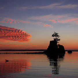 Siletz Bay Sunset With Gull by Mary Jo Allen