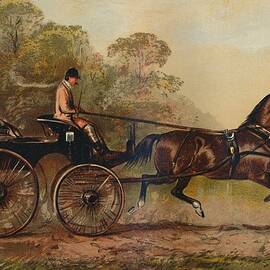 Single Harness Phaeton Horse Columbine by Print Collector