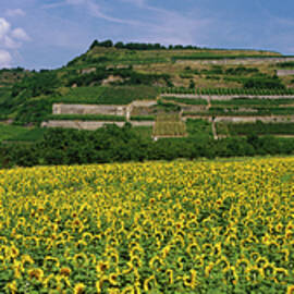 Single Vineyard Ihringer Winklerberg, Ihringen, Kaiserstuhl, Baden, Germany by Hendrik Holler