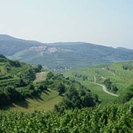Single Vineyard Oberbergener Bassgeige At Vogelsangpass, Village Of Oberbergen, Kaiserstuhl-tuniberg, Baden, Germany by Hendrik Holler