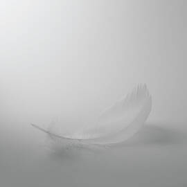 Single White Feather On White Background by Dougal Waters